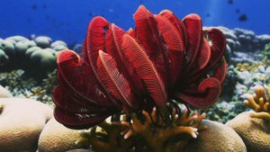 Кто такие Морские Лилии⚜️Интересные и Малоизвестные факты о Морских Лилиях🔥 AnyWild