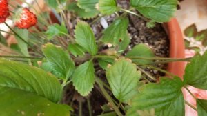 Земляника. Вырастили в горшке на балконе