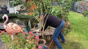 Пруд возле Дома/Мои будни/Карпы Кои/Мини Пруд