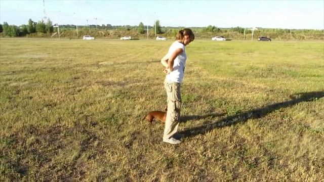 Такса Маня. Трюки смотреть онлайн