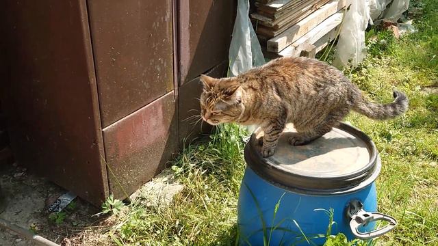 Приключения влчака Каниса и кошки Джойки на даче 27 мая 2023 2 смотреть онлайн