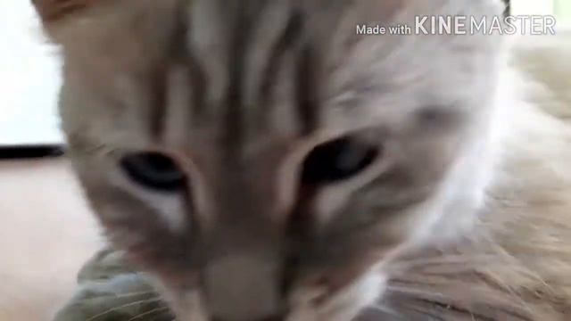 Моя голубоглазая кошка Саня