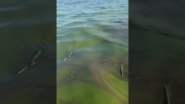 ⚡️Море в Одессе после разрушения Каховской ГЭС стало зелёным, сообщают очевидцы.

t.me/komrad2791