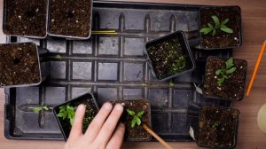 Первая подкормка для рассады томатов на примере пикировки томата Монгольский карлик