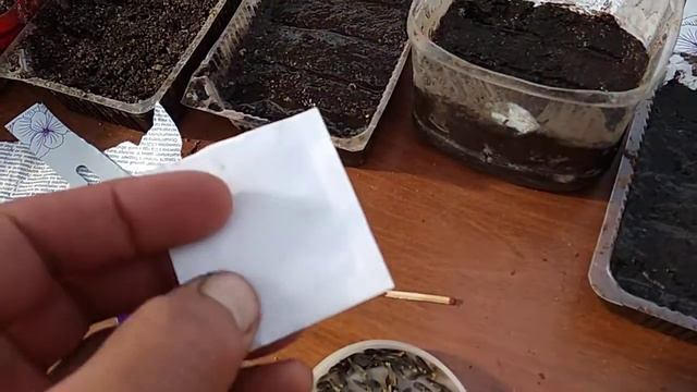 Чем отличаются профессиональные семена от обычных.
