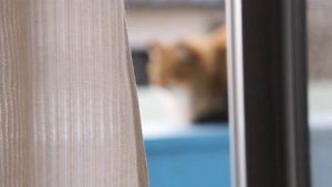 SONY NEX-C3 動画撮影 ピン送りのテスト