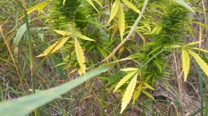 wild outdoor Growerz prod. АУТ 2023. Финальная серия! Tashkent.