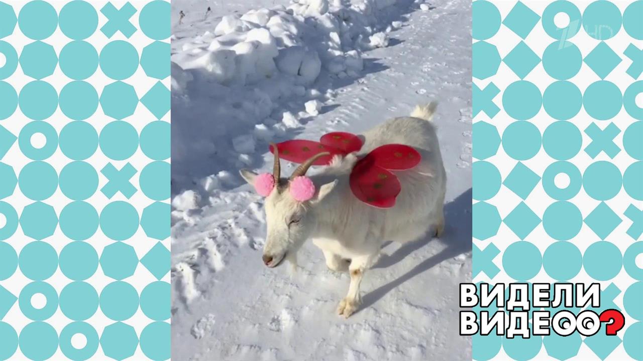 Дефилирующая коза. Видели видео? Фрагмент выпуска от 07.01.2020