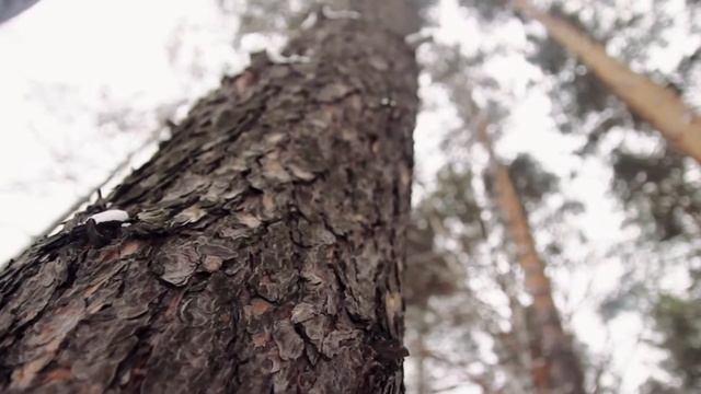 Меха Сибири смотреть онлайн