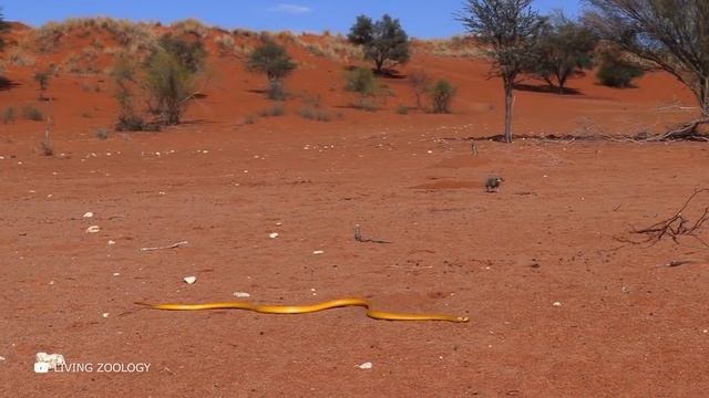 Вот Почему Змеи Проглатывают Других Змей смотреть онлайн