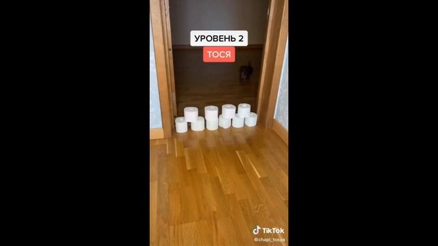 Dogs and Cats vs Toilet Paper Wall [Challenge and React !! ] смотреть онлайн