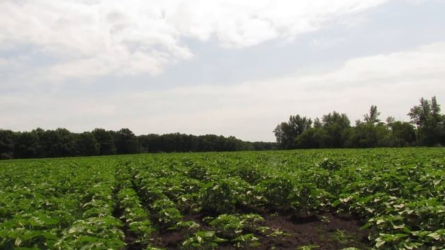 Подсолнечник под евролайтинг смотреть онлайн