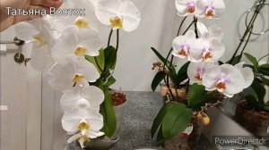 Пышное цветение белых орхидей! ?