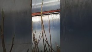 Инжир в горшках, контейнерах, квартирах, теплицах, зимой, круглый год. #инжир #выращивание #fig