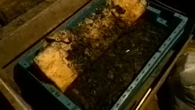 Кормление(лучший корм для червя). Разведение Дендробена, как развести червя вложив 150 рублей! смотреть онлайн