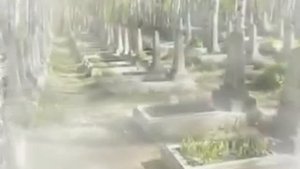 Петлюра   Я ухожу    Цинковые гробы