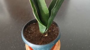 Black Diamond Sansevieria (Dracaena)