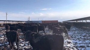 Ангусята после лечения от чесотки