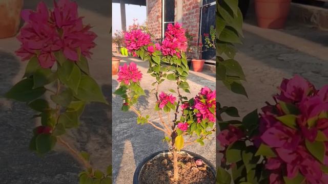 Bougainvillea Pink Pixie #bougainvillea #flowers #bougainvilleaflower #bougenvile #bougiesworld смотреть онлайн
