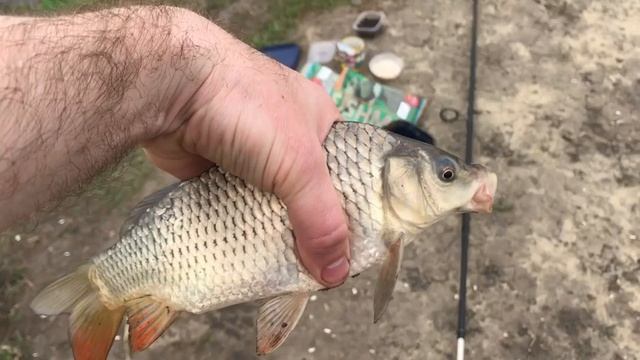 Весенняя рыбалка 2019.Нереальный клев карпа в апреле смотреть онлайн