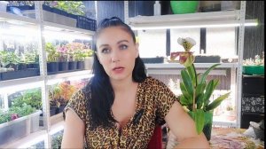 Где продавать свою рассаду? И как начать это делать?