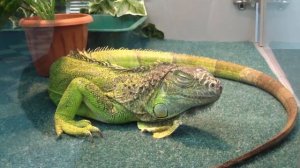 Игуана обыкновенная. Iguana.