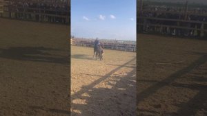 Калмыкия Обучение лошади на время