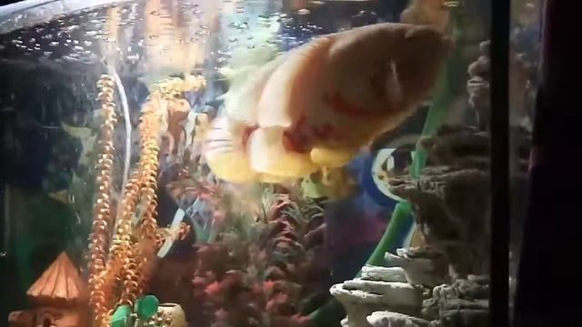 мои хищные рыбки смотреть онлайн