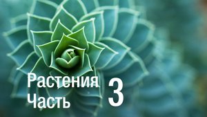 Растения (часть 3)