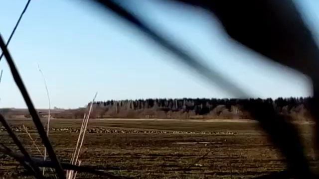 Охота на гуся весна 2019 Беларусь Витебская обл смотреть онлайн
