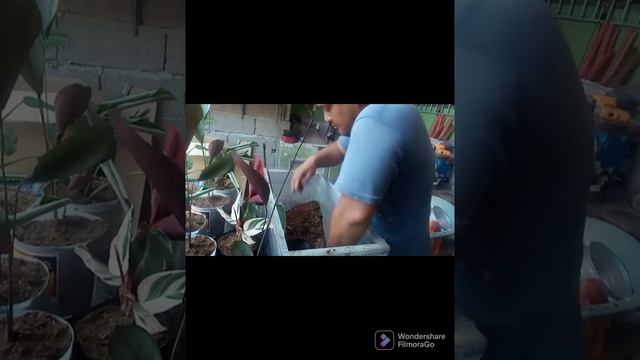 CALATHEA PROPAGATE TRIO STAR... SYGONIUM & ADONSINII (DIVIDED CUTTING S)