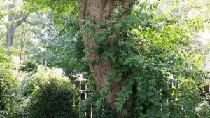 Sigma 24-70 f/2.8 IF EX DG Lens Review with Example Photos