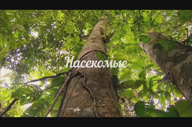 Насекомые смотреть онлайн