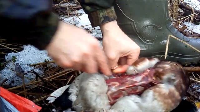 Немного о мясе утки кряквы