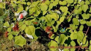 Малина трехцветная (rubus) ? трехцветная малина обзор: как сажать, саженцы малины