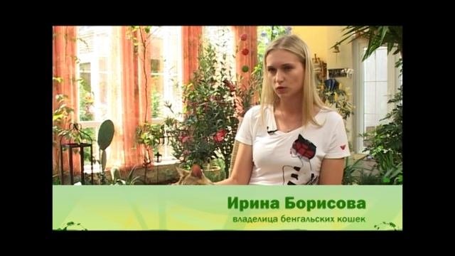 Бенгальские кошки