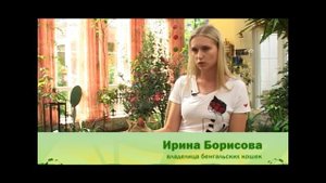Бенгальские кошки