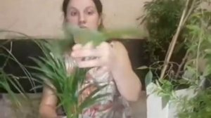 Горшки с автополивом