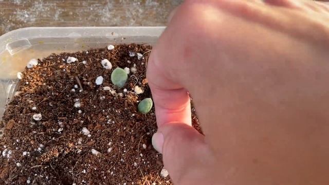 Укоренение суккулентов листом в пакете. Результаты эксперимента. Эхеверии. смотреть онлайн