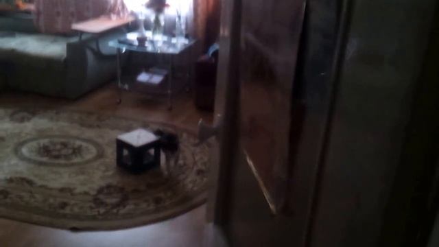 Марсик бесится от камеры (смотреть до конца!) смотреть онлайн