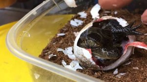 КАК ВЫЛУПЛЯЕТСЯ КРОКОДИЛ | The birth of crocodile