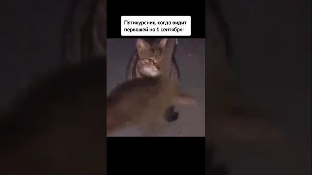 Мне эта жизнь уже понятна