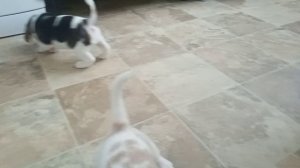 Бигль щенки