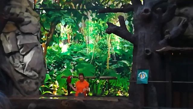 Лучшее место для посещения на Тенерифе - Лоро Парк 2021 - Loro Parque - LORO PARK 2021 смотреть онлайн