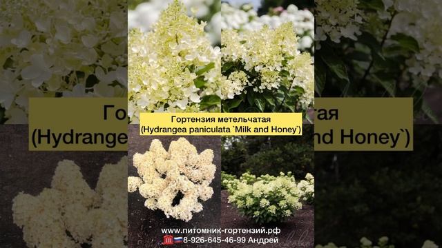 Гортензии от Питомник-Гортензий.рф предзаказ на весну 2024.