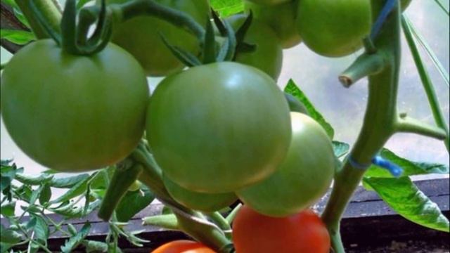 ТОМАТ ЯБЛОНЬКА РОССИИ - РАННЕСПЕЛЫЙ ПОПУЛЯРНЫЙ НЕПРИХОТЛИВЫЙ ШТАМБОВЫЙ СОРТ ДЛЯ ЗАСОЛКИ И НЕ ТОЛЬКО смотреть онлайн