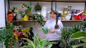 Уход за филодендроном в домашних условиях