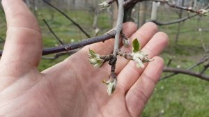 ПЕРВАЯ ОБРАБОТКА ГРУШИ И ЯБЛОНИ