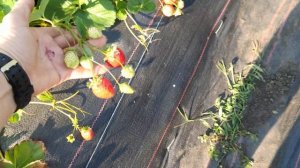 Клубника Крапо10.Мальга.Гармония.Кабрилло Виваро.Фурор.Эверли
