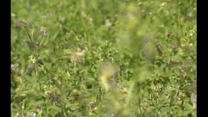 Информационные технологии дошли до сельского хозяйства